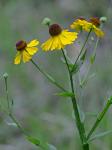Helenium flexuosum Raf.