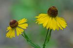 Helenium flexuosum Raf.