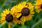 Helenium flexuosum Raf.