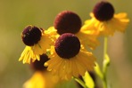 Helenium flexuosum Raf.