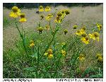 Helenium virginicum Blake