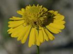 Helenium virginicum Blake