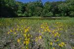 Helenium virginicum Blake