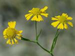 Helenium virginicum Blake