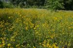 Helenium virginicum Blake