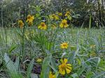 Helenium virginicum Blake