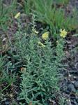 Crocanthemum bicknellii (Fernald) Barnhart