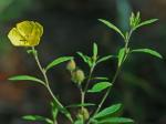 Crocanthemum canadense (L.) Britton