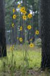 Helianthus angustifolius L.