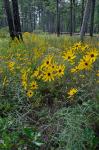 Helianthus angustifolius L.
