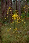 Helianthus angustifolius L.