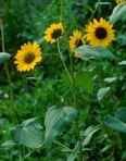 Helianthus annuus L.