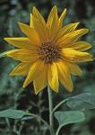 Helianthus annuus L.