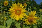 Helianthus annuus L.