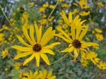 Helianthus atrorubens L.