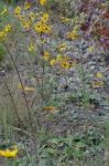Helianthus atrorubens L.