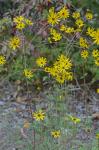 Helianthus atrorubens L.