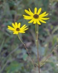 Helianthus atrorubens L.
