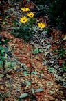 Helianthus atrorubens L.