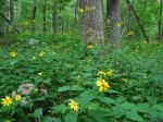 Helianthus decapetalus L.