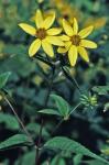 Helianthus decapetalus L.