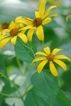 Helianthus decapetalus L.