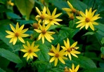 Helianthus decapetalus L.