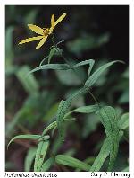 Helianthus divaricatus L.