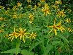 Helianthus divaricatus L.