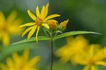 Helianthus divaricatus L.