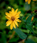 Helianthus divaricatus L.