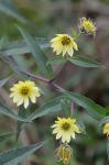 Helianthus giganteus L.