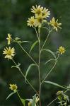 Helianthus giganteus L.