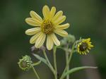Helianthus giganteus L.