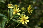 Helianthus giganteus L.