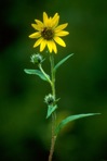 Helianthus giganteus L.