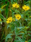 Helianthus grosseserratus Martens