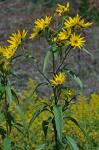 Helianthus grosseserratus Martens
