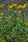 Helianthus grosseserratus Martens