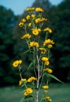 Helianthus grosseserratus Martens