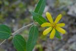 Helianthus hirsutus Raf.