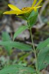 Helianthus hirsutus Raf.