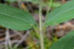 Helianthus hirsutus Raf.