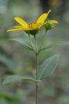 Helianthus hirsutus Raf.