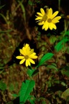 Helianthus laetiflorus Pers.