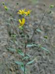 Helianthus laevigatus Torr. & Gray