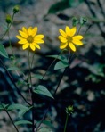 Helianthus laevigatus Torr. & Gray