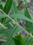 Helianthus laevigatus Torr. & Gray