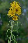 Helianthus maximiliani Schrad.