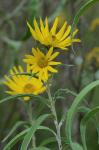 Helianthus maximiliani Schrad.